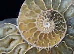 Cleoniceras (Grycia) besairiei COLLIGNON 1949 - Bild © FossNet FossilienStore